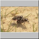 Cicindela hybrida - Duenen-Sandlaufkaefer 07 Sandgrube Niedringhaussee.jpg